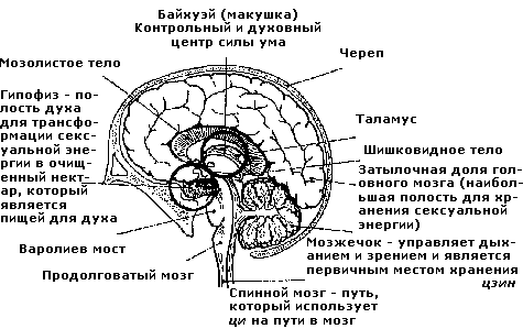 Биологическое значение половых гормонов для здоровья - student2.ru