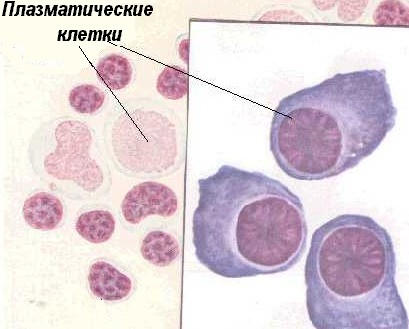 Биология В-лимфоцитов и плазматических клеток. - student2.ru