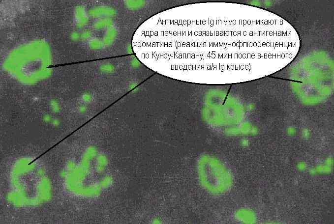 Биология В-лимфоцитов и плазматических клеток. - student2.ru