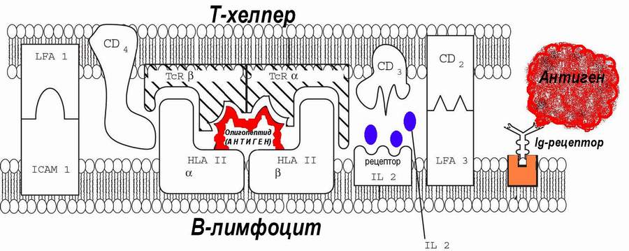 Биология В-лимфоцитов и плазматических клеток. - student2.ru