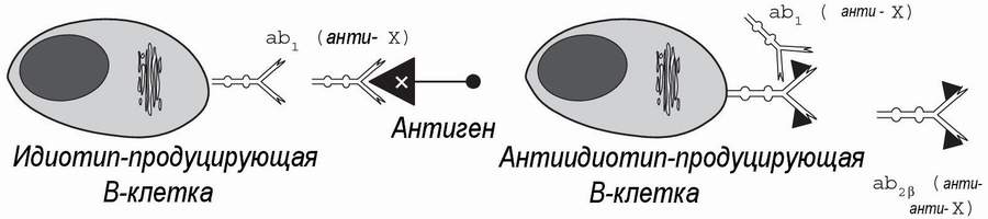 Биология В-лимфоцитов и плазматических клеток. - student2.ru