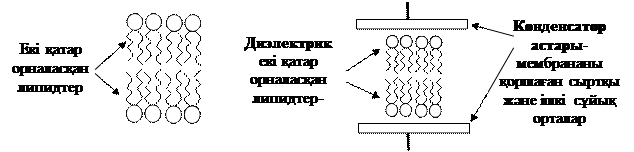 Биологиялық мембрана құрылысы және қызметі. - student2.ru