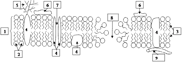 Биологиялық мембрана құрылысы және қызметі. - student2.ru