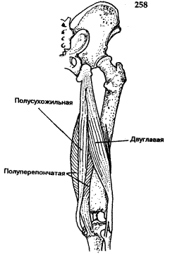 биомеханика коленного сустава - student2.ru