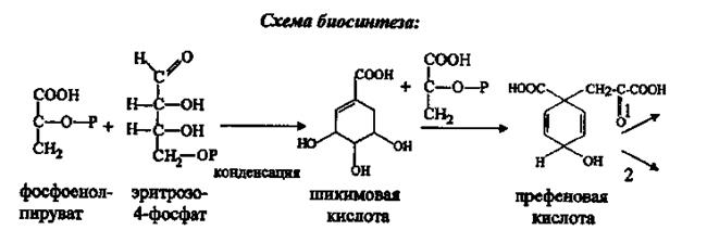 Биосинтез фенольных соединений - student2.ru