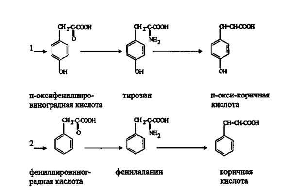 Биосинтез фенольных соединений - student2.ru