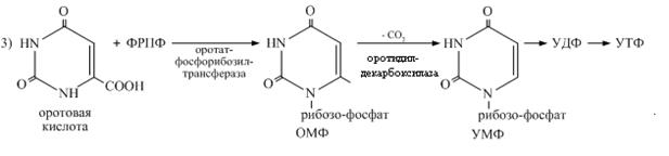 Биосинтез пиримидиновых нуклеотидов - student2.ru