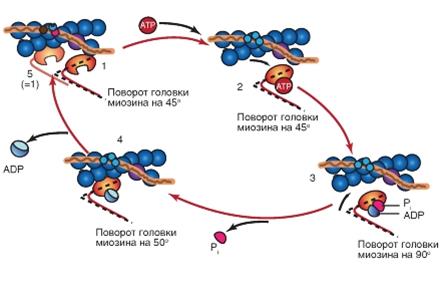 Биоэнергетика мышечной деятельности - student2.ru