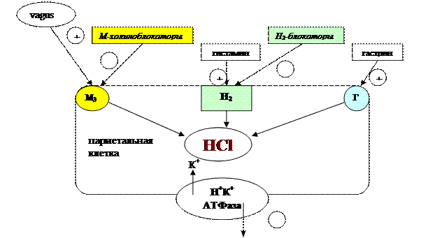 Блокаторы Н2 - гистаминовых рецепторов - student2.ru