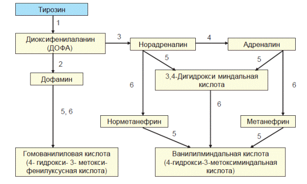 болжамы - student2.ru