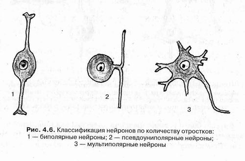 Центральная и периферическая нервная система - student2.ru