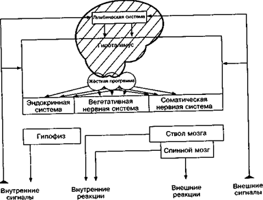 центральная нервная система и психосоматические реакции - student2.ru