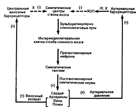 Центральная регуляция симпатоадреналовых эфферентных импульсов. - student2.ru