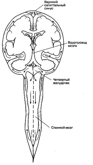 Цереброспинальная жидкость. Цереброспинальная жидкостьнаходится в желу­дочках и цистернах головного мозга, а также в суб-арахноидальном пространстве ЦНС - student2.ru