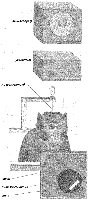 Часть III. Сознание и восприятие - student2.ru