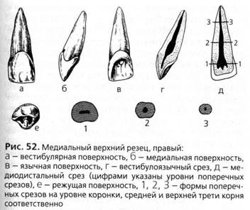 частная анатомия зубов (постоянные зубы) - student2.ru