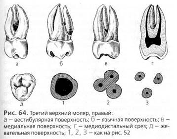 частная анатомия зубов (постоянные зубы) - student2.ru