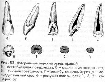 частная анатомия зубов (постоянные зубы) - student2.ru