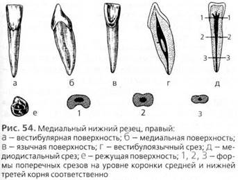 частная анатомия зубов (постоянные зубы) - student2.ru