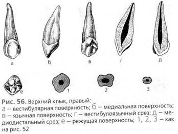 частная анатомия зубов (постоянные зубы) - student2.ru