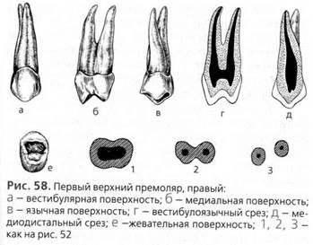 частная анатомия зубов (постоянные зубы) - student2.ru
