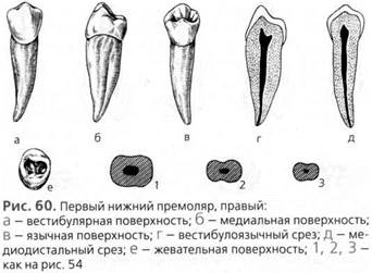 частная анатомия зубов (постоянные зубы) - student2.ru