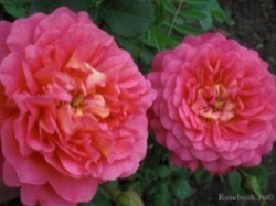 Чайно-гибридные садовые розы 300 руб. - student2.ru