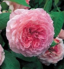 Чайно-гибридные садовые розы 300 руб. - student2.ru