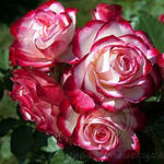 Чайно-гибридные садовые розы и новинки -300 руб. - student2.ru