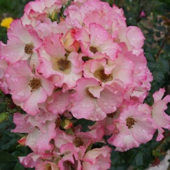 Чайно-гибридные садовые розы и новинки -300 руб. - student2.ru