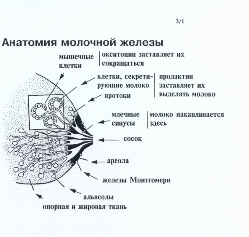 Чем отличается грудное молоко от молока животных и искусственных смесей? - student2.ru