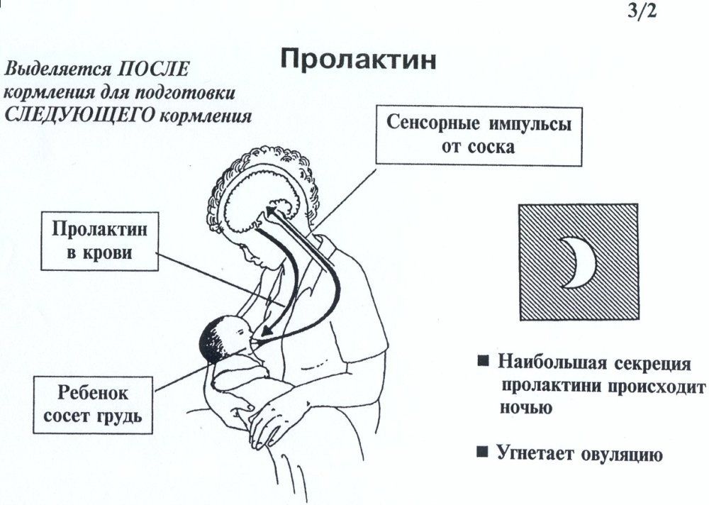 Чем отличается грудное молоко от молока животных и искусственных смесей? - student2.ru