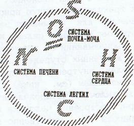 Четыре органа, образующие белок - student2.ru