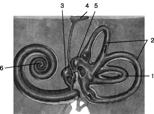 Что такое костный и перепончатый лабиринт - student2.ru