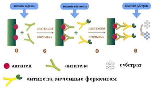 цикл v «прикладная иммунология» - student2.ru