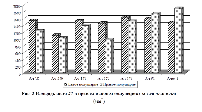 цитоархитектоническая асимметрия корковых полей и хвостатого ядра мозга человека - student2.ru