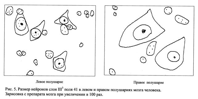 цитоархитектоническая асимметрия корковых полей и хвостатого ядра мозга человека - student2.ru