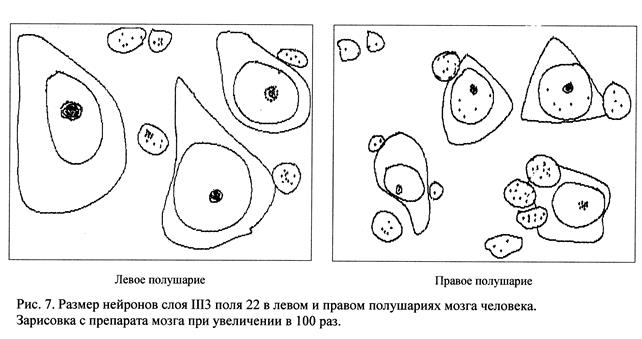 цитоархитектоническая асимметрия корковых полей и хвостатого ядра мозга человека - student2.ru