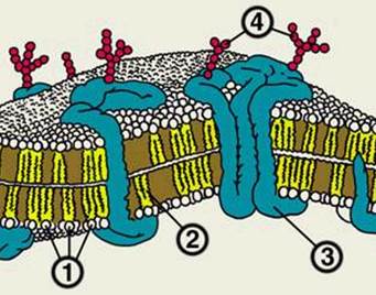 Цитолемма и ее свойства - student2.ru