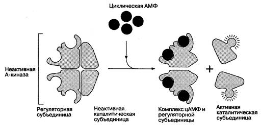 Цитоплазматическая цАМФ является основным регулятором абсорбции и секреции - student2.ru