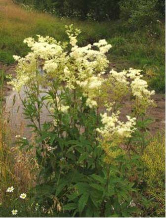 цветки лабазника вязолистного - flores filipendulae ulmariae - student2.ru