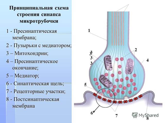 Дендриты - короткие и сильно разветвлённые отростки, отходящие от тела нейрона и служащие главным местом расположения синапсов. - student2.ru