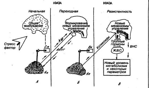 Депривация — отсутствие раздражителей. - student2.ru