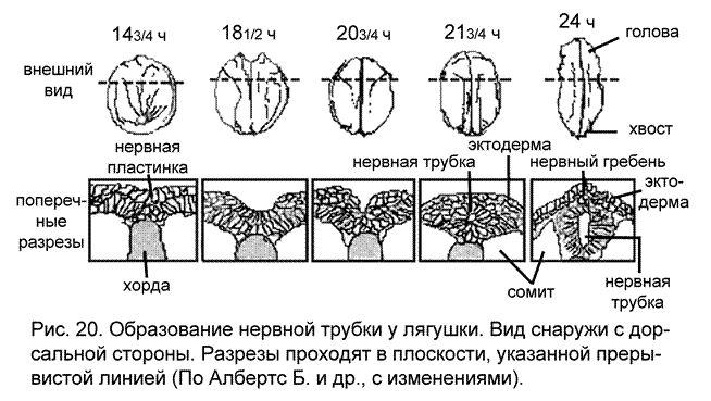 Диффузный тип нервной системы - student2.ru