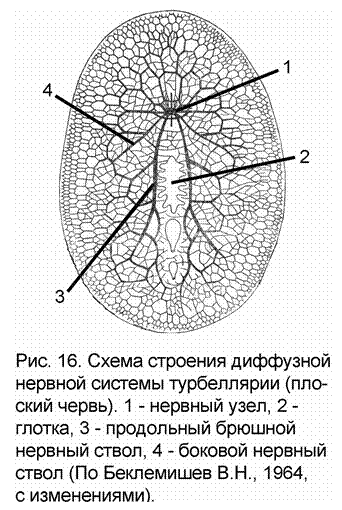 Диффузный тип нервной системы - student2.ru