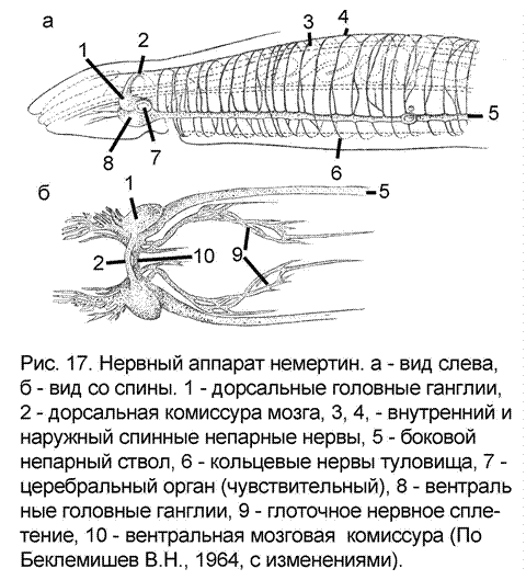 Диффузный тип нервной системы - student2.ru