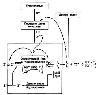 Динамика тиреоидных гормонов: нормальная физиология - student2.ru