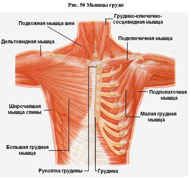 Длинная мышца головы (m. Longus capitis). - student2.ru