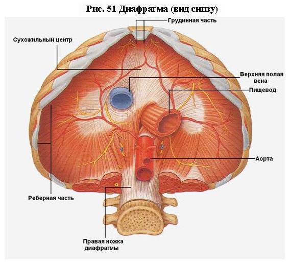 Длинная мышца головы (m. Longus capitis). - student2.ru