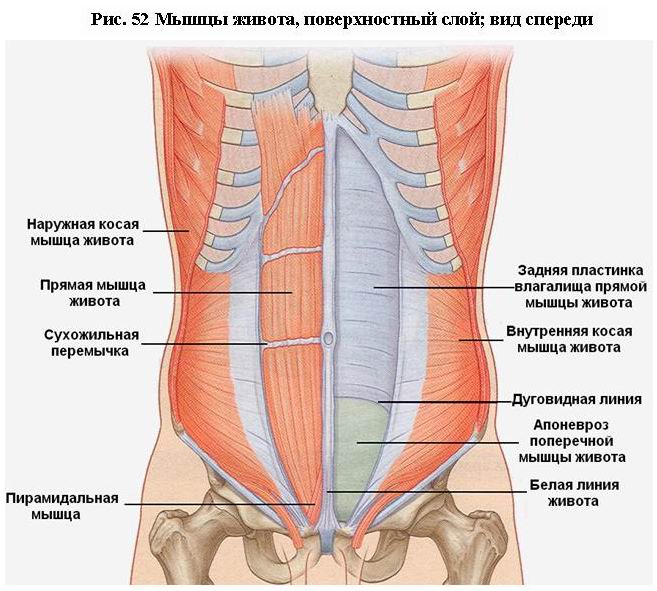 Длинная мышца головы (m. Longus capitis). - student2.ru